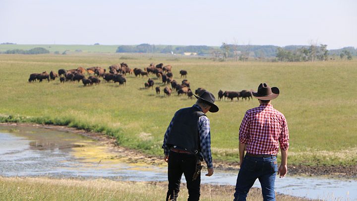Cow-boy urbain