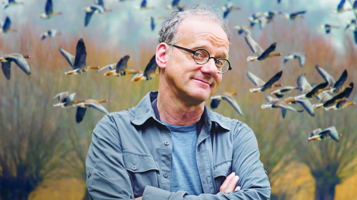 Fou des oiseaux