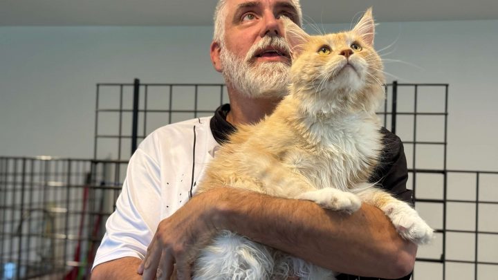 En thérapie avec mon chat - Saison 3