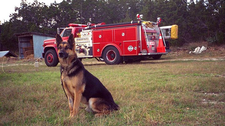 Chiens au travail