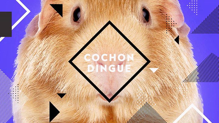 Cochon dingue